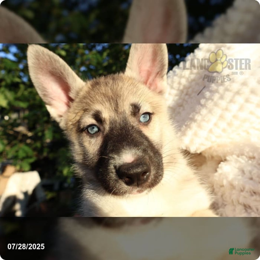 Gerberian Shepsky dogs for sale: Bella - Image 5