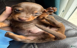 Miniature Dachshund dogs for sale: Twix - Image 2
