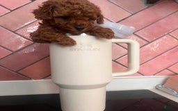 Toy Poodle dogs for sale: Mylar - Image 1