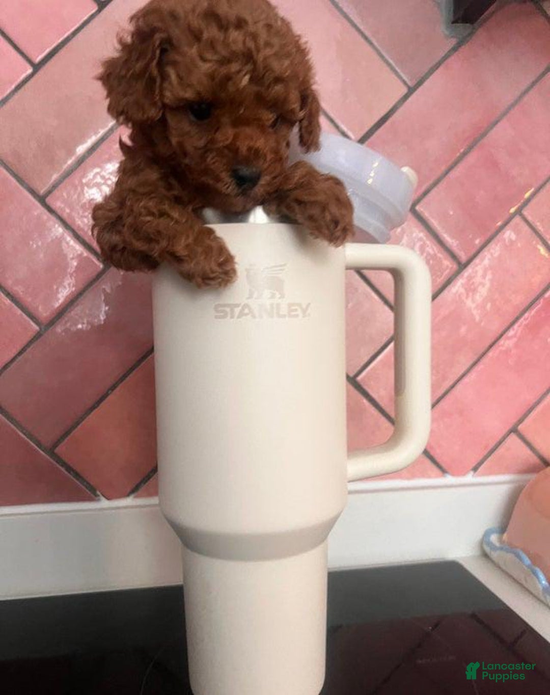Toy Poodle dogs for sale: Mylar - Image 1