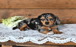 Miniature Dachshund dogs for sale: Dixie - Image 1