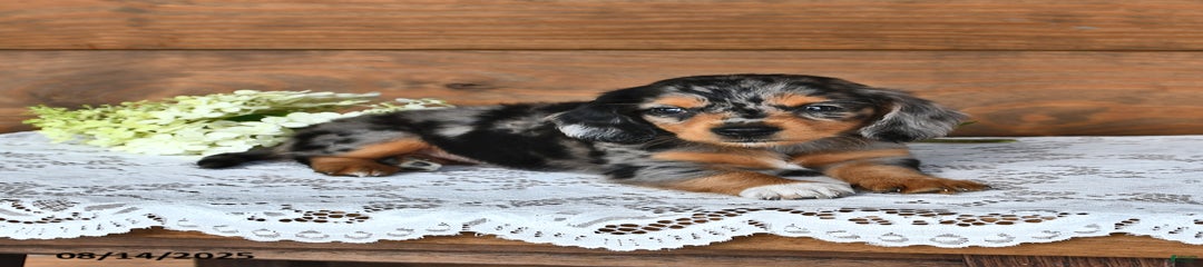 Dixie