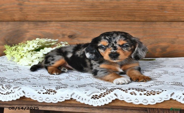 Miniature Dachshund dogs for sale - Ad 4