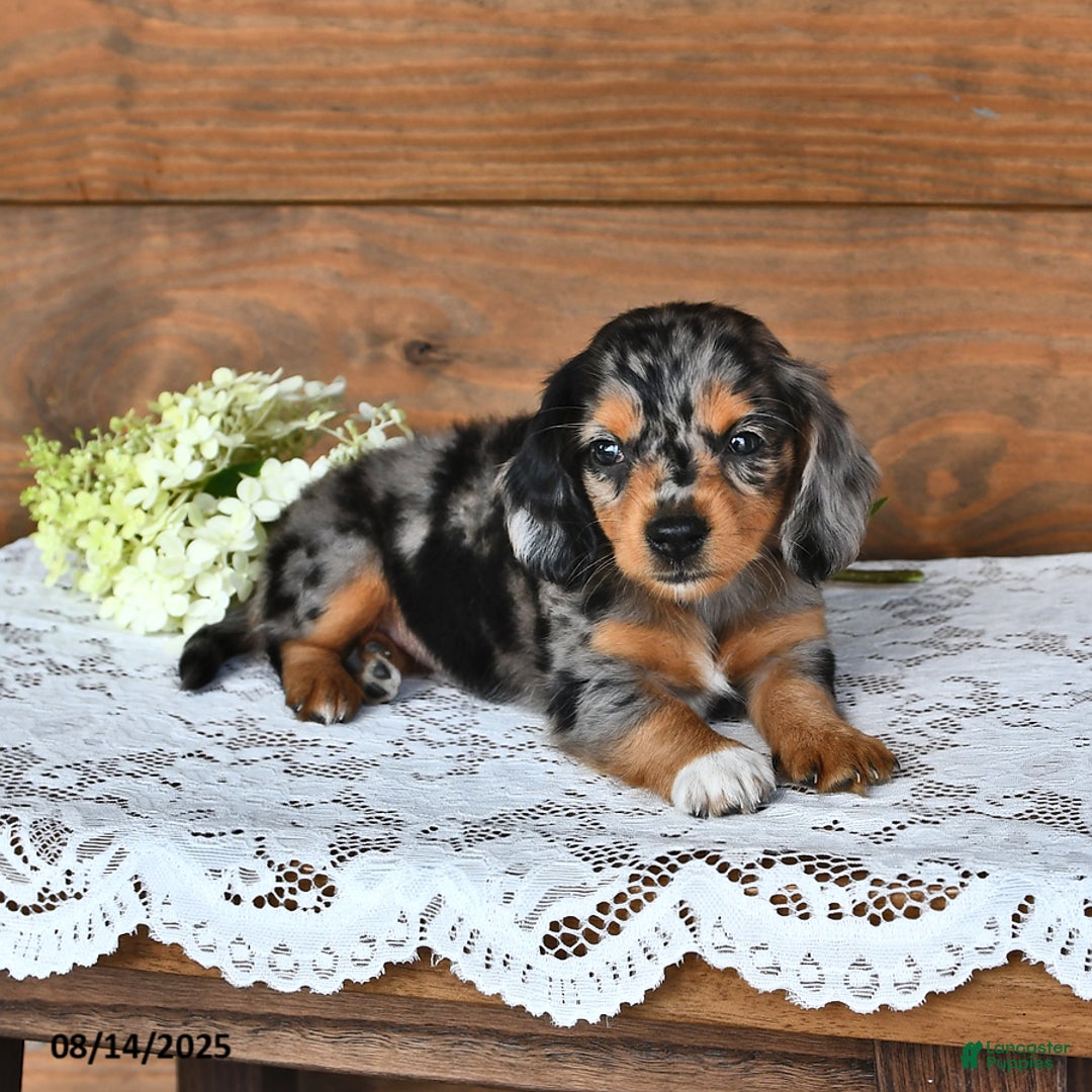Miniature Dachshund dogs for sale: Dixie - Image 1