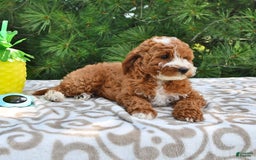Mini Goldendoodle dogs for sale: Emma - Image 2