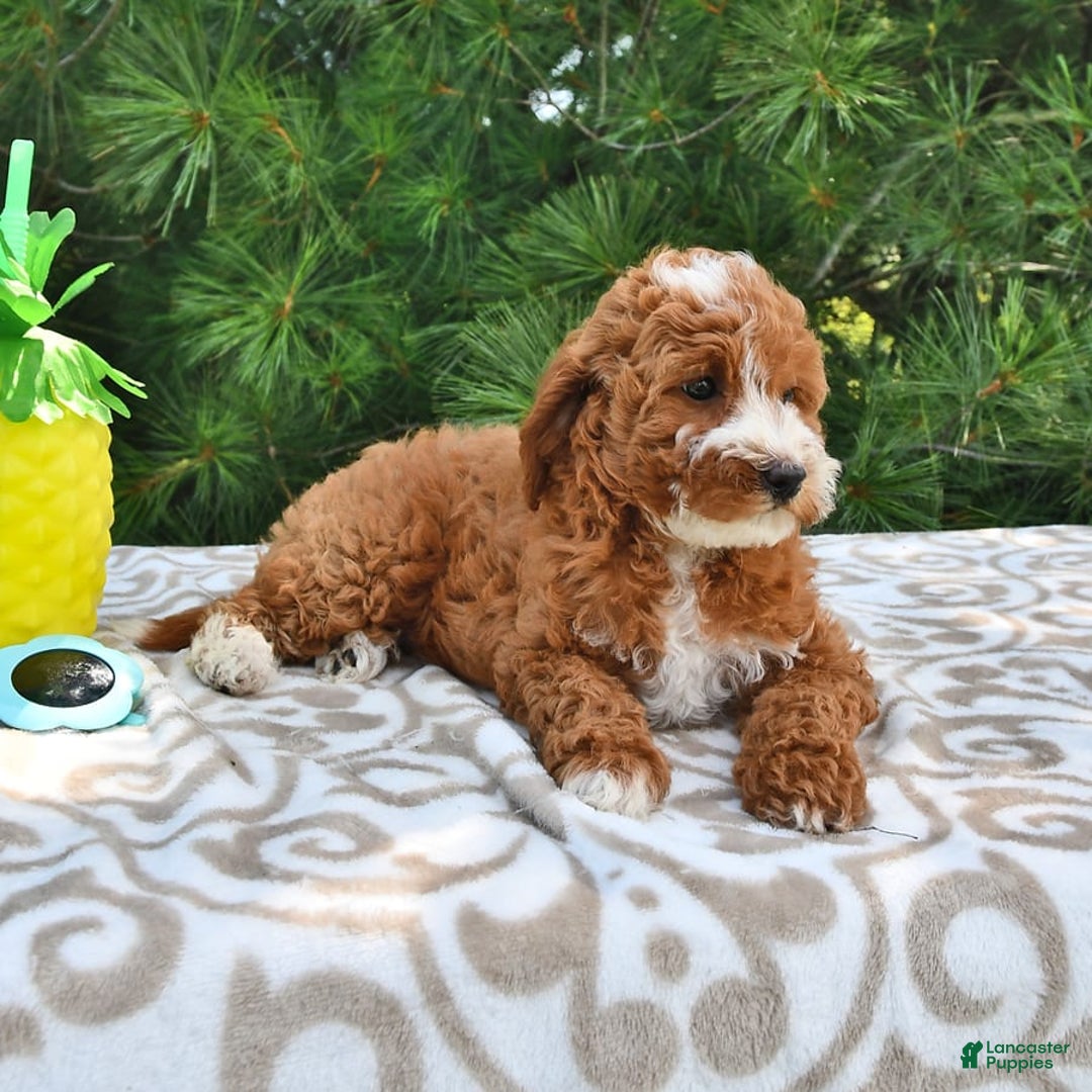 Mini Goldendoodle dogs for sale: Emma - Image 2