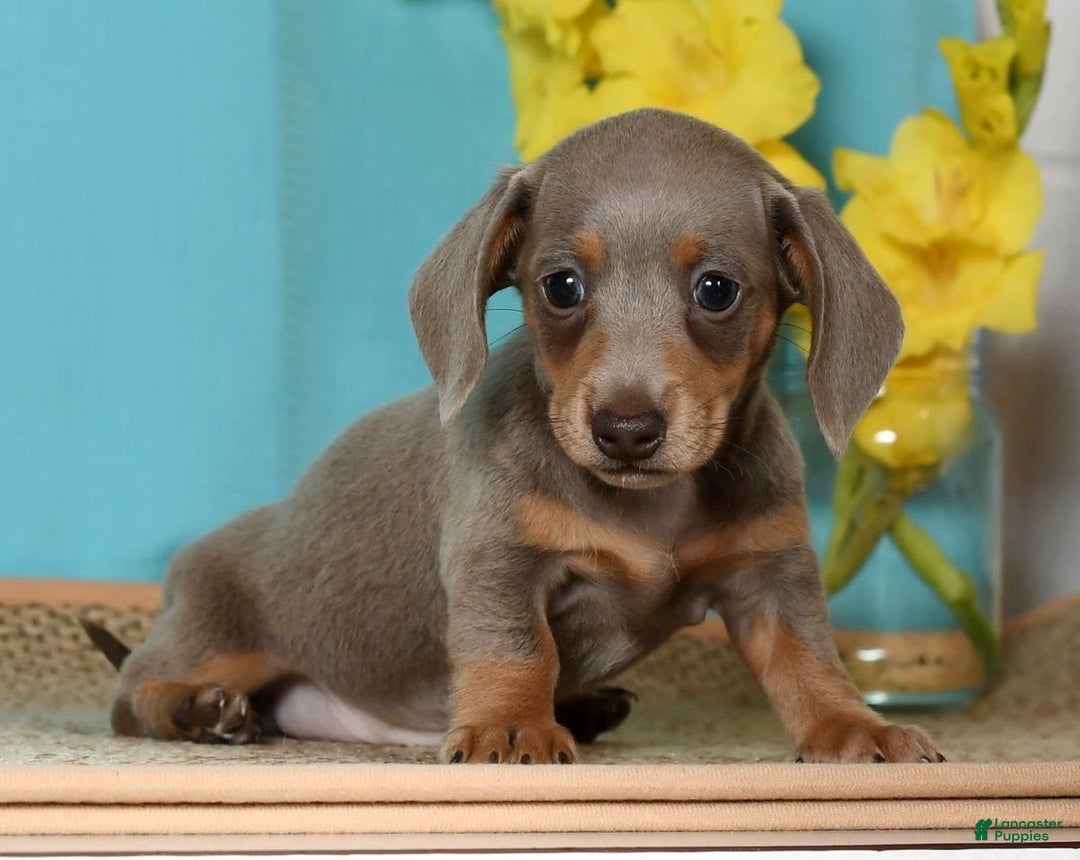 Miniature Dachshund dogs for sale: Lisa - Image 9