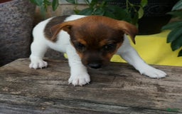 Jack Russell Terrier dogs for sale: Kaylee - Image 6