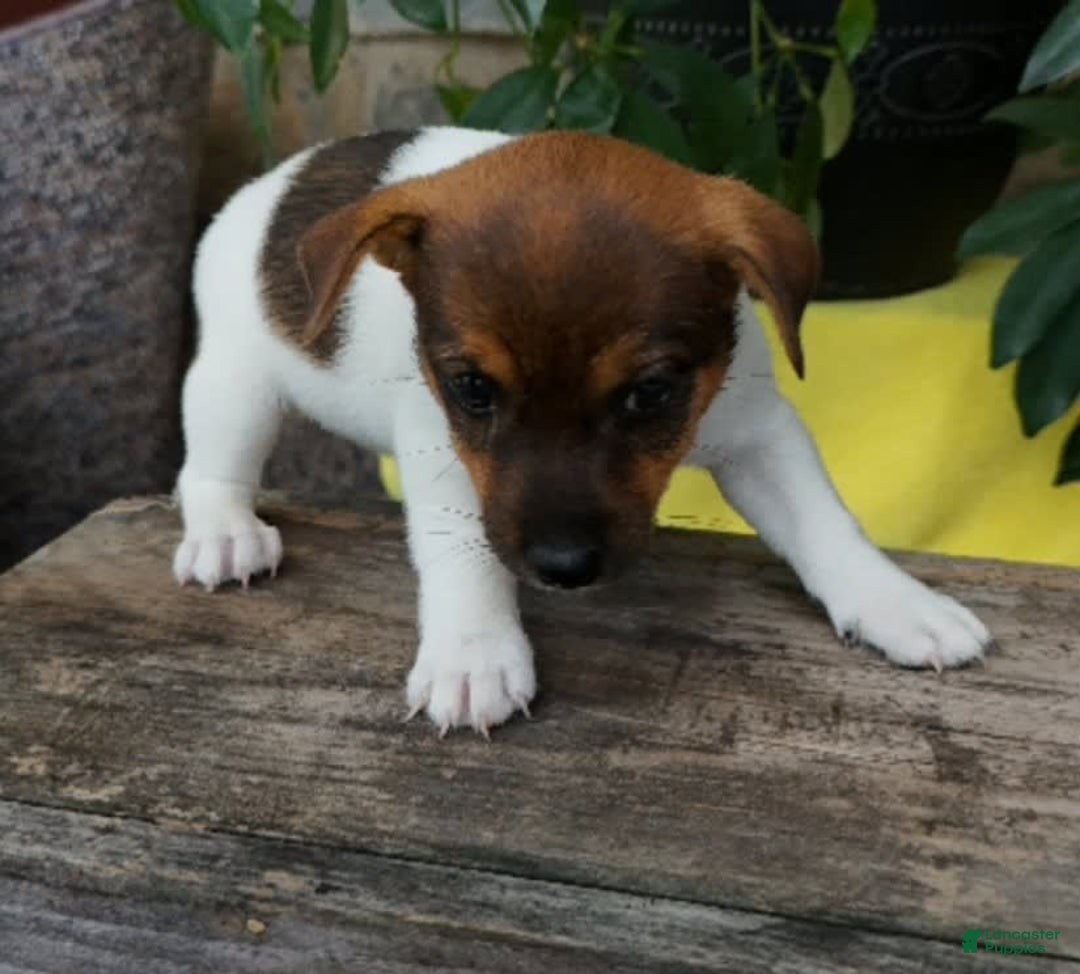Jack Russell Terrier dogs for sale: Kaylee - Image 6