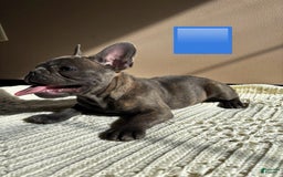 French Bulldog dogs for sale: Blue - Image 1