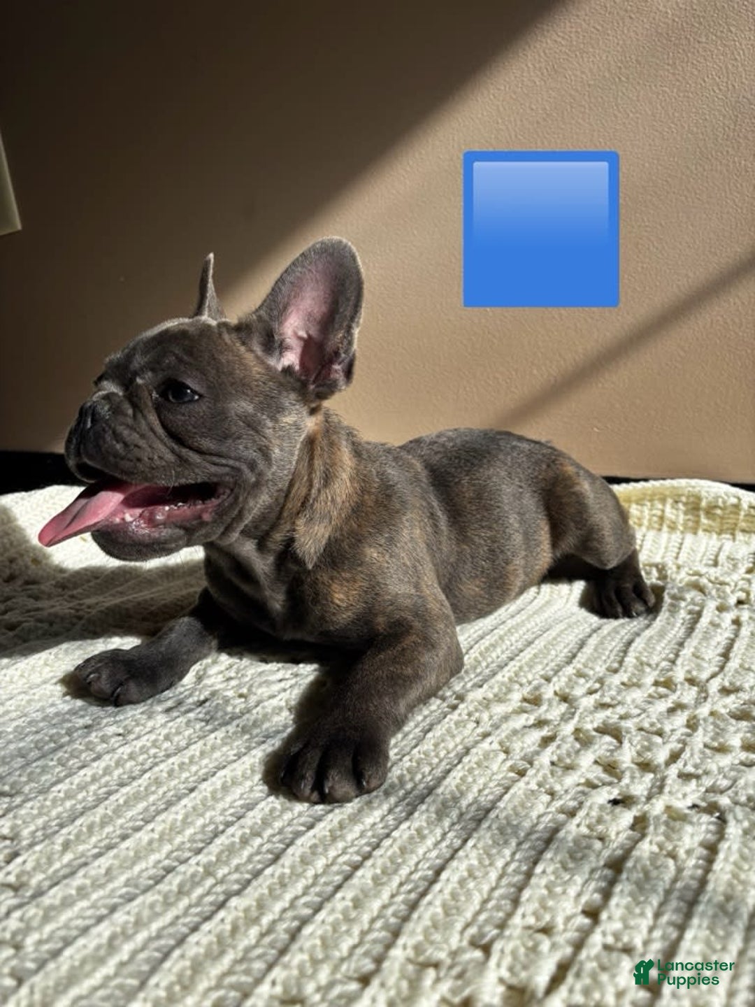 French Bulldog dogs for sale: Blue - Image 1