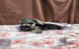 Miniature Schnauzer dogs for sale: Junior - Image 8