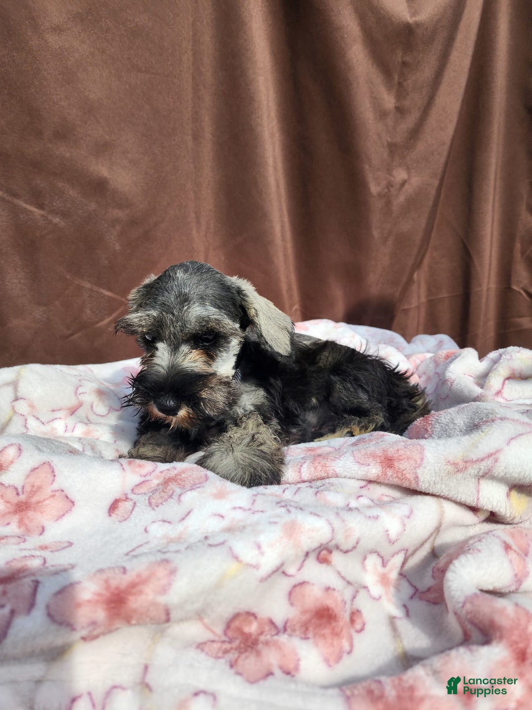 Miniature Schnauzer dogs for sale: Junior - Image 8