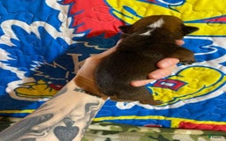 American Bulldog dogs for sale: Tiny Tim - Image 1