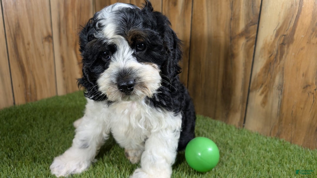 Cavapoo dogs for sale: Missy Boy 2 - Image 16