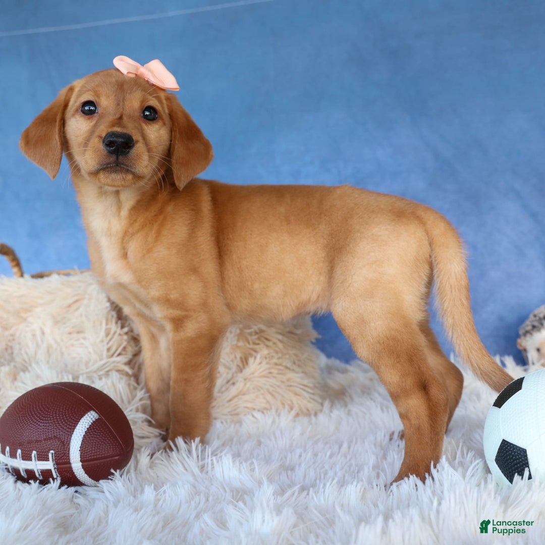 Labrador Retriever dogs for sale: Red Fox Gabby - Image 17