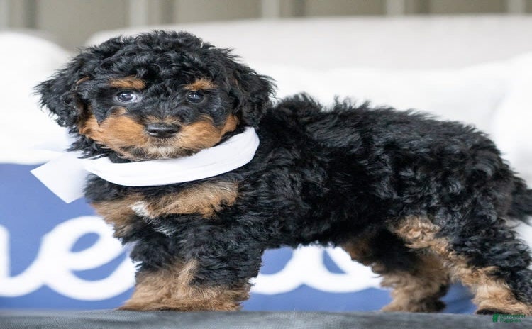 Mini Goldendoodle dogs for sale - Ad 3