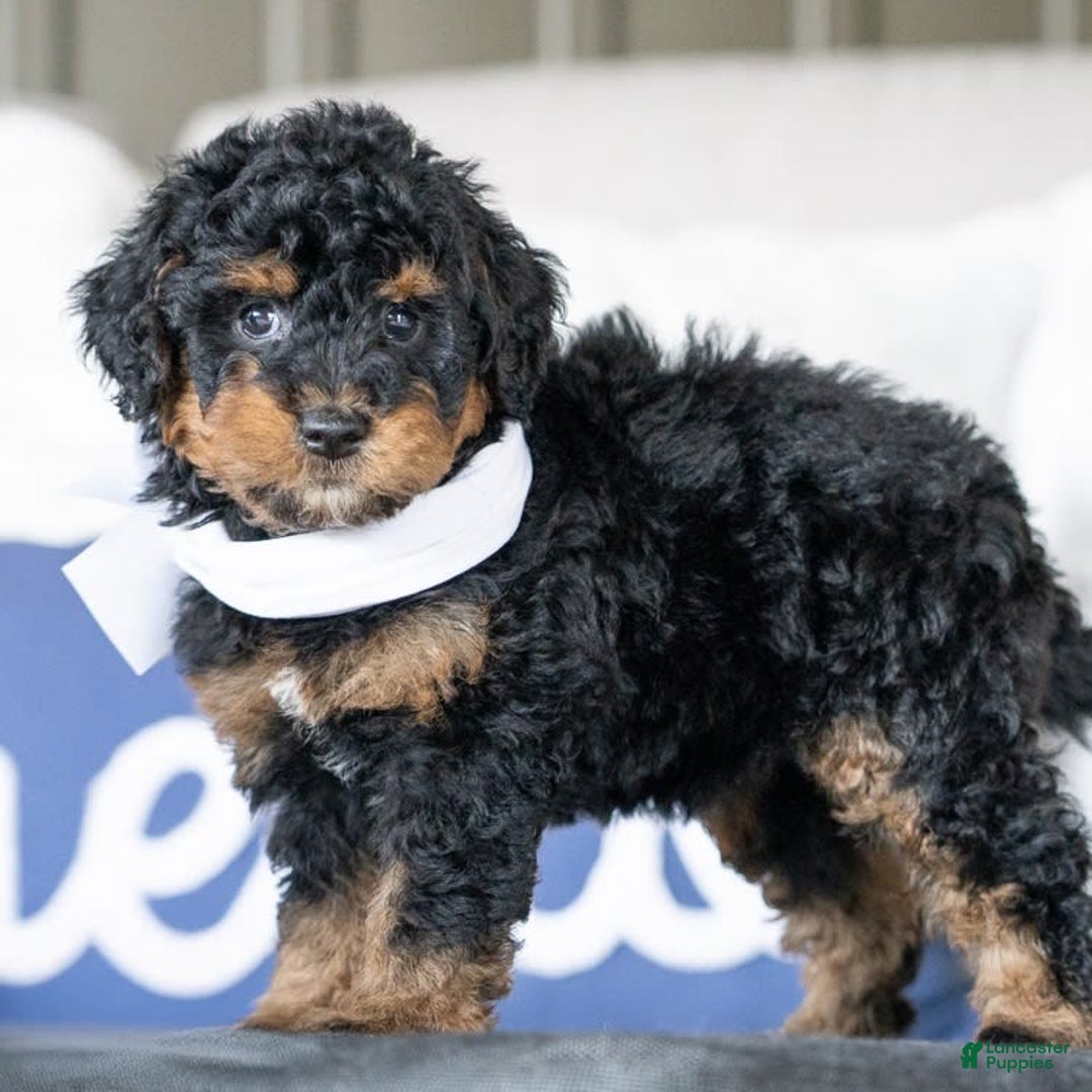 Mini Goldendoodle dogs for sale: Winnie - Image 1