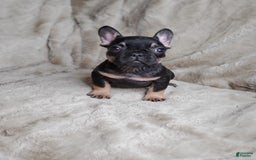French Bulldog dogs for sale: Black Adam - Image 3