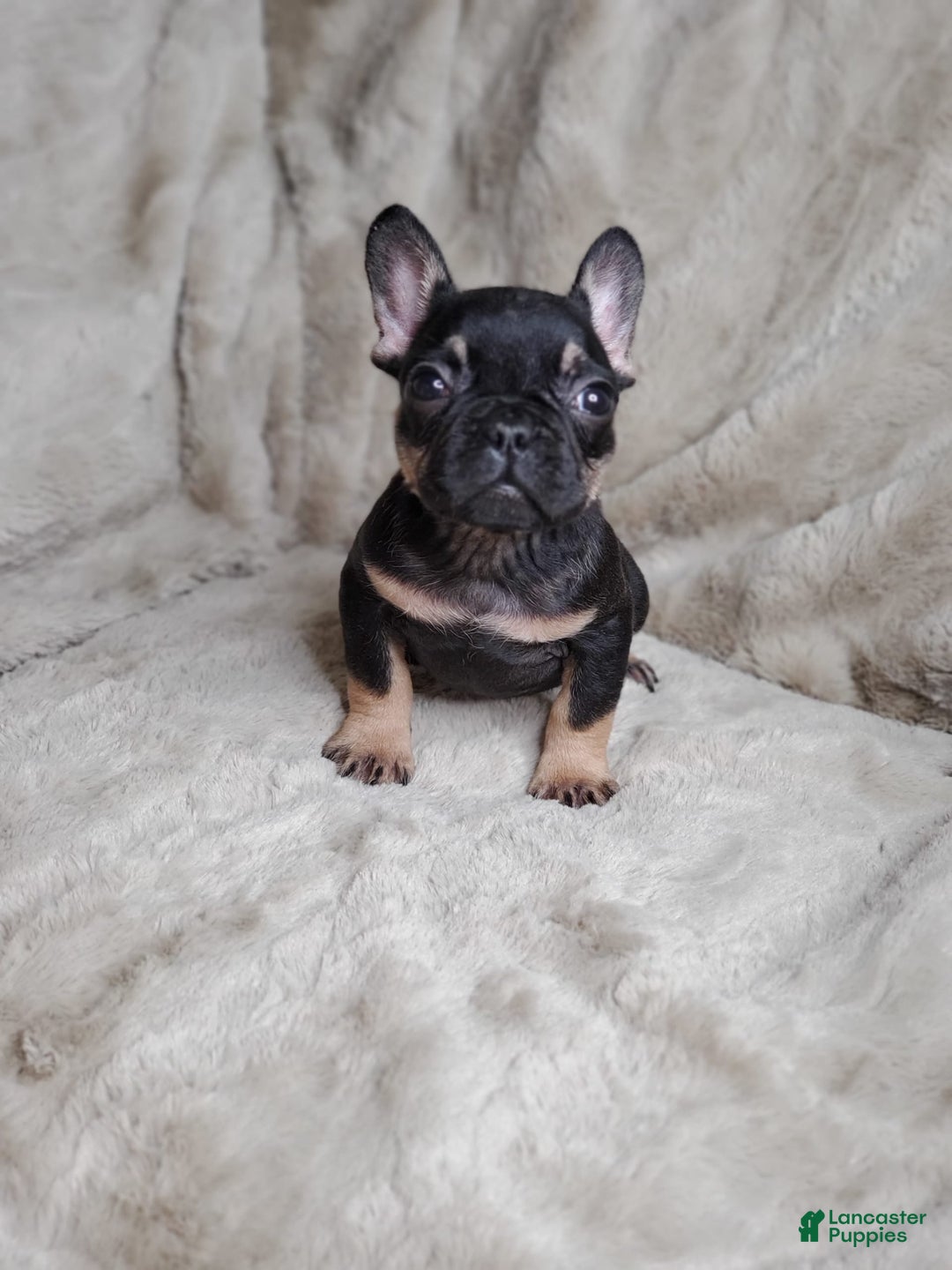 French Bulldog dogs for sale: Black Adam - Image 3