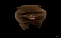 Pomeranian dogs for sale: Twix - Image 6
