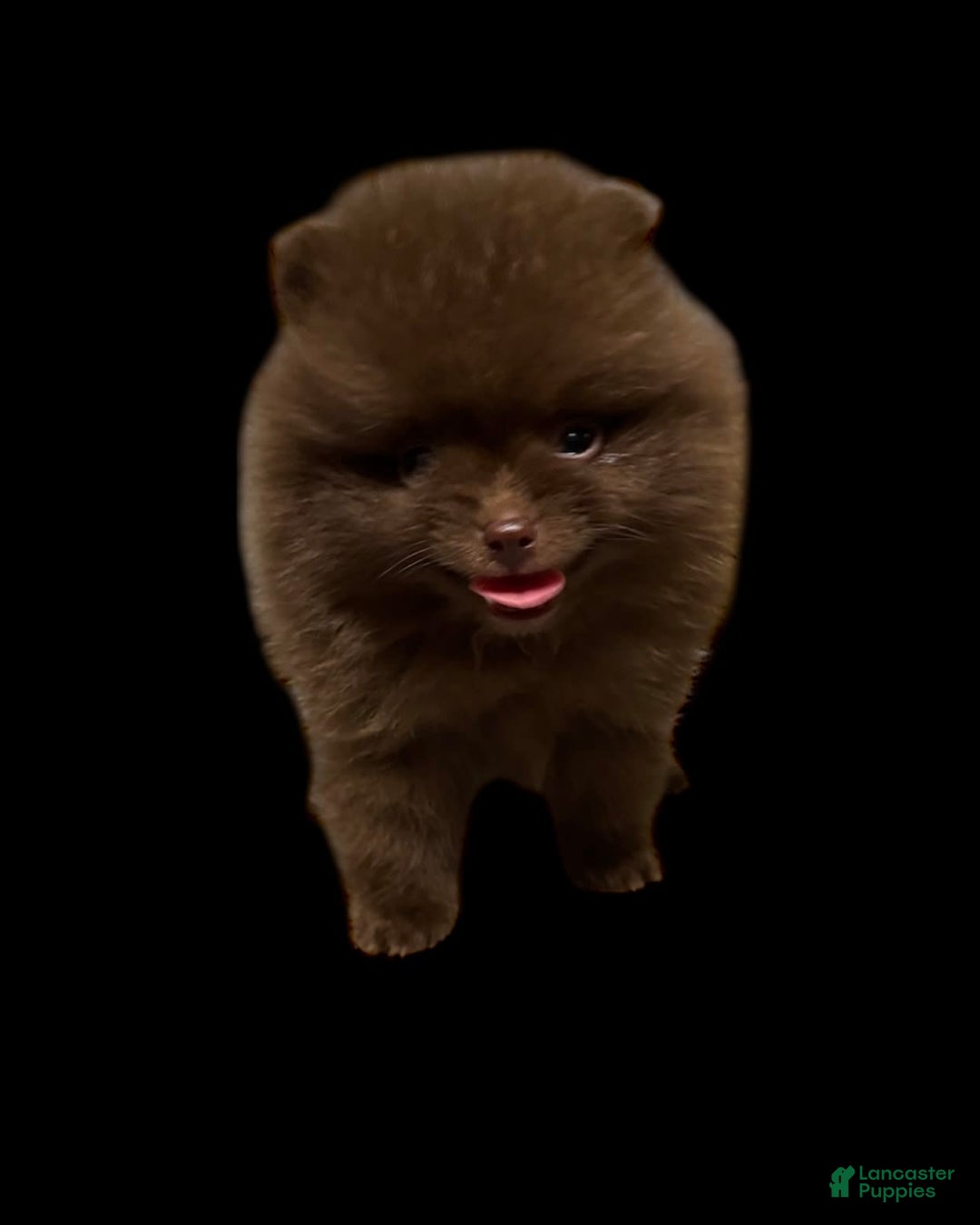 Pomeranian dogs for sale: Twix - Image 6
