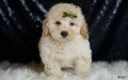 Mini Goldendoodle dogs for sale: Buggy - Image 5
