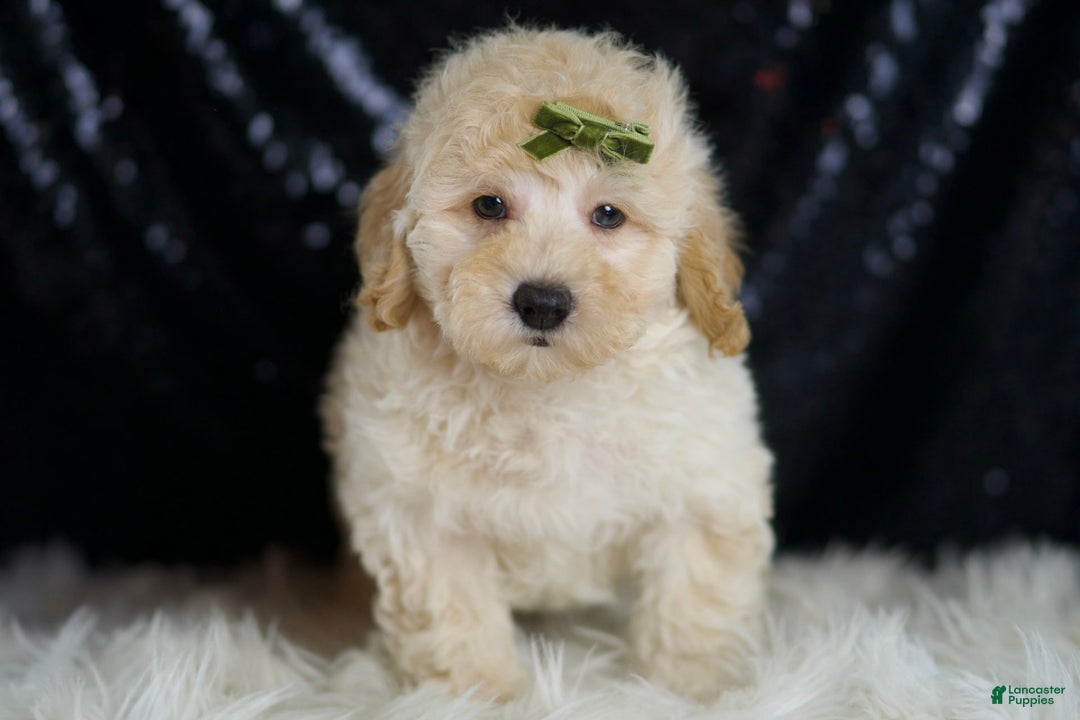 Mini Goldendoodle dogs for sale: Buggy - Image 5