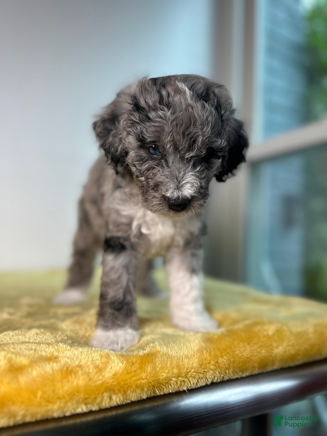 Mini Bernedoodle dogs for sale: Moon - Image 5