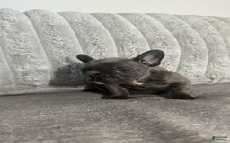 French Bulldog dogs for sale: David - Image 4