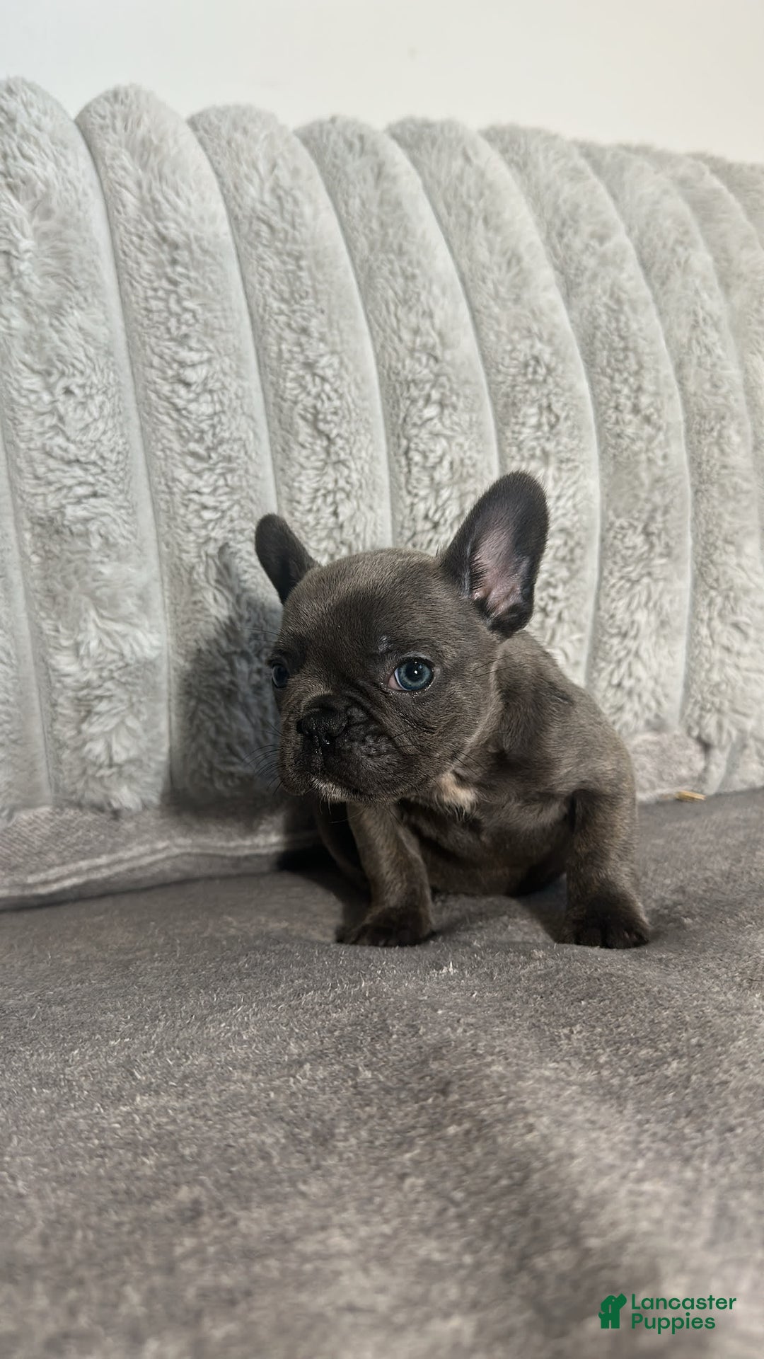 French Bulldog dogs for sale: David - Image 4