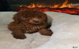 Miniature Poodle dogs for sale: Miniature Poodle 3 puppies - Image 4