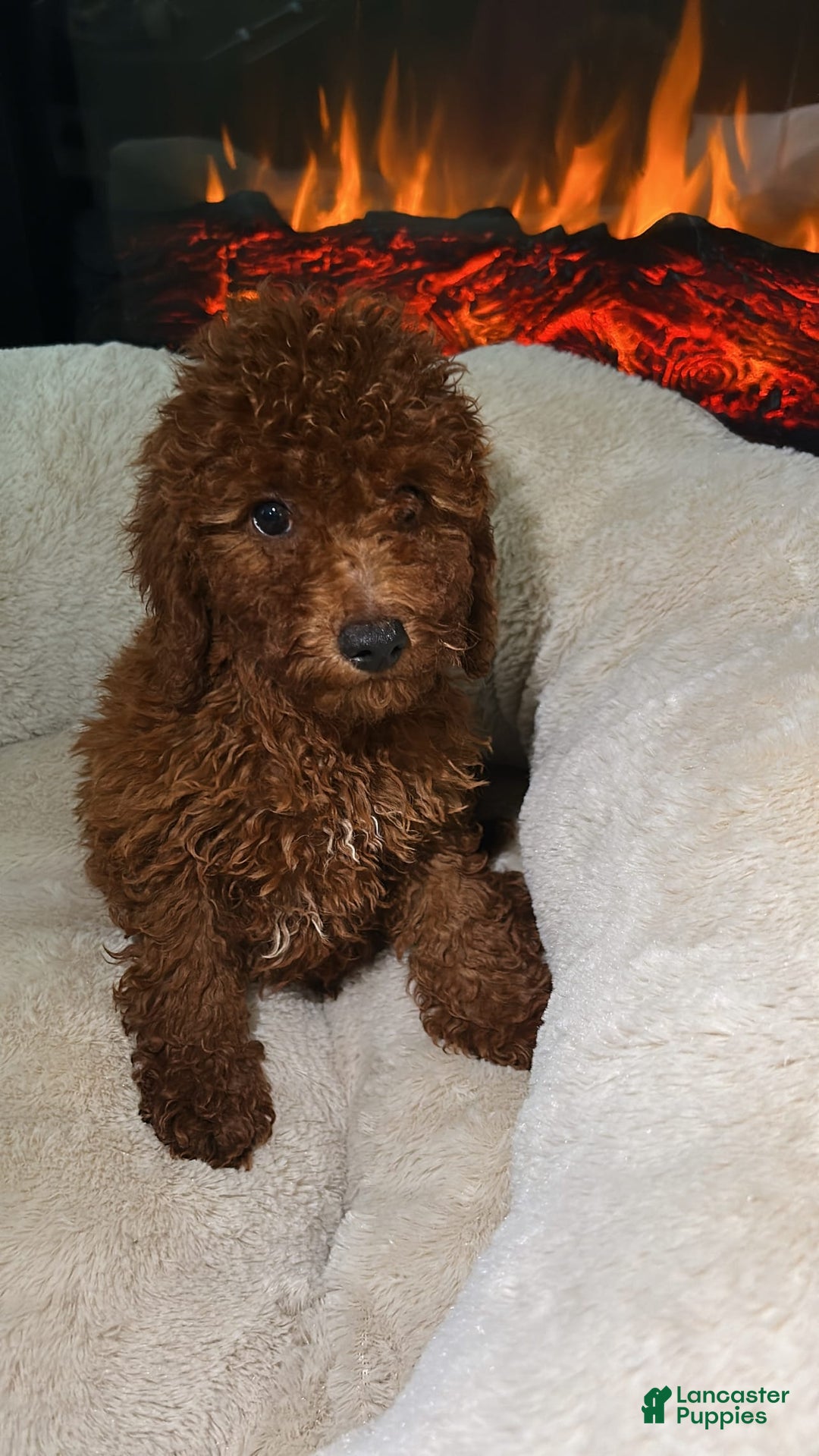 Miniature Poodle dogs for sale: Miniature Poodle 3 puppies - Image 4