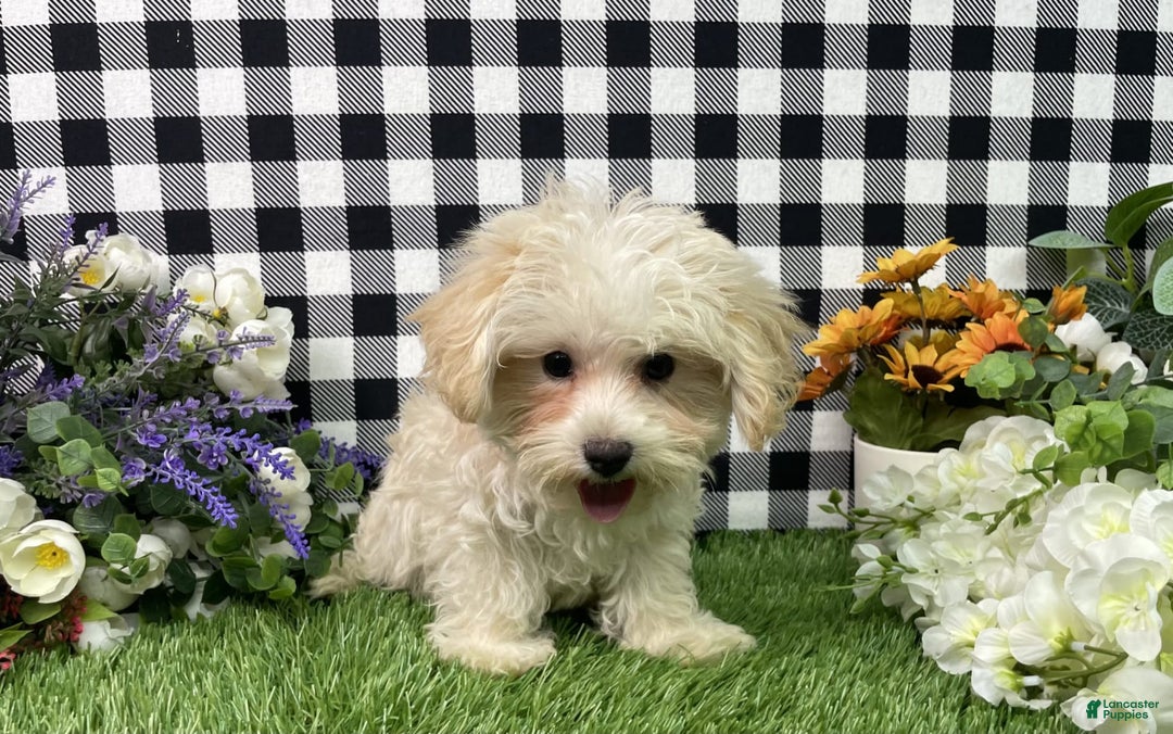 Morkie dogs for sale: Champ - Image 3