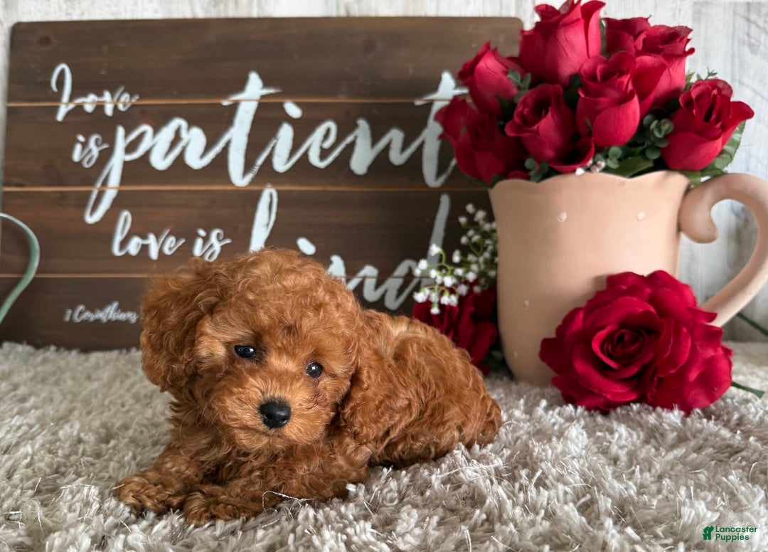 Toy Poodle dogs for sale: Kaylee - Image 3