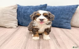 Mini Bernedoodle dogs for sale: Benson - Image 4
