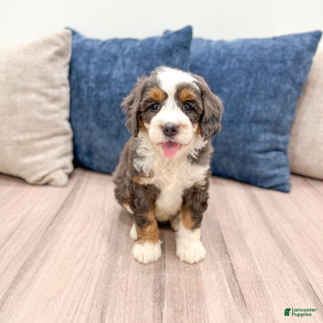 Mini Bernedoodle dogs for sale: Benson - Image 4
