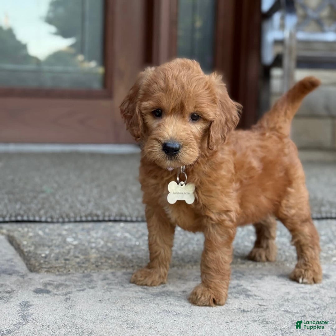 Goldendoodle dogs for sale: Lucy - Image 11