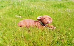 Miniature Dachshund dogs for sale: James - Image 16