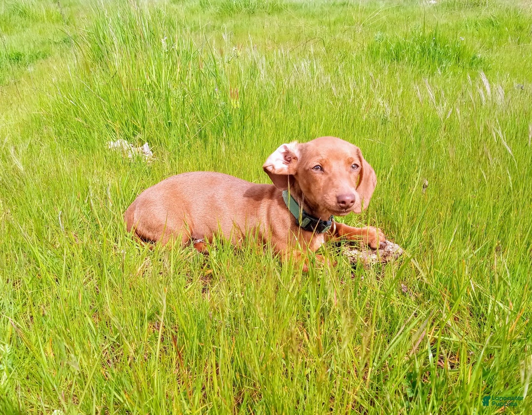 Miniature Dachshund dogs for sale: James - Image 16