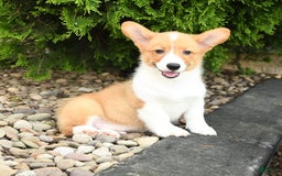 Welsh Corgi Pembroke dogs for sale: Cheeto - Image 6