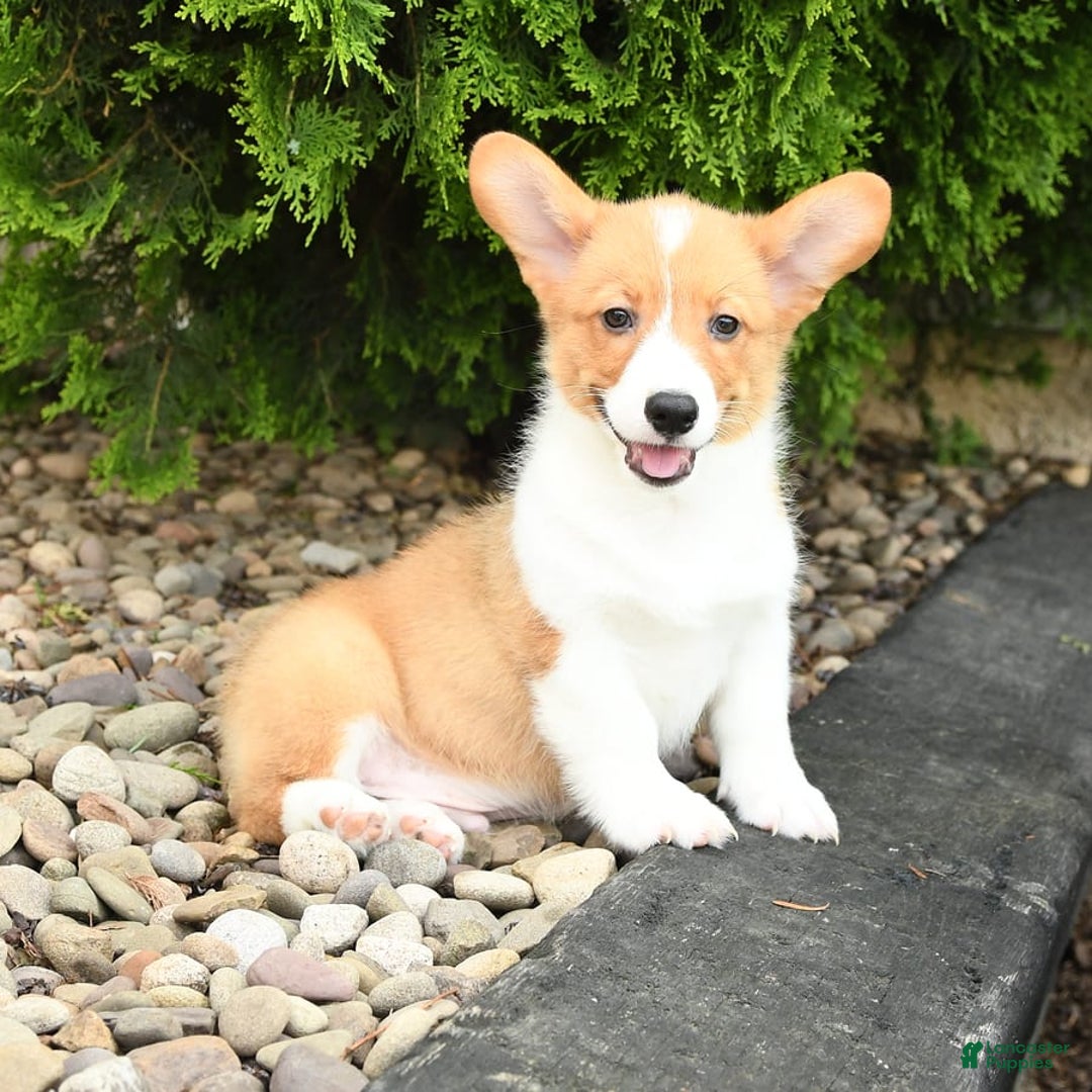Welsh Corgi Pembroke dogs for sale: Cheeto - Image 6