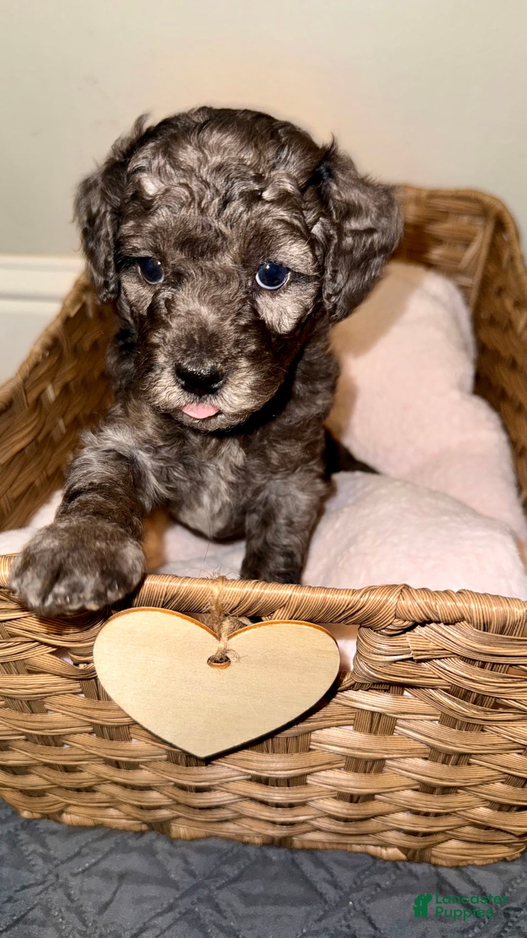 Miniature Poodle dogs for sale: Velma - Image 2