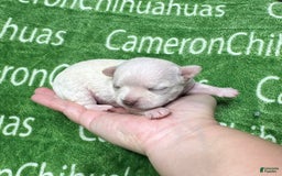 Chihuahua dogs for sale: Chihuahua 4 puppies - Image 16