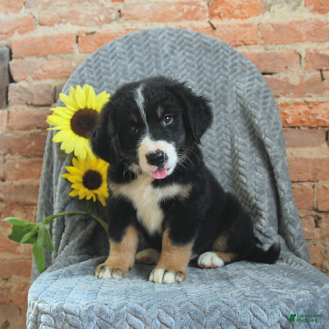 Greater Swiss Mountain Dog dogs for sale: Roman - Image 3