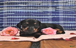 Miniature Dachshund dogs for sale: Twinkle - Image 15