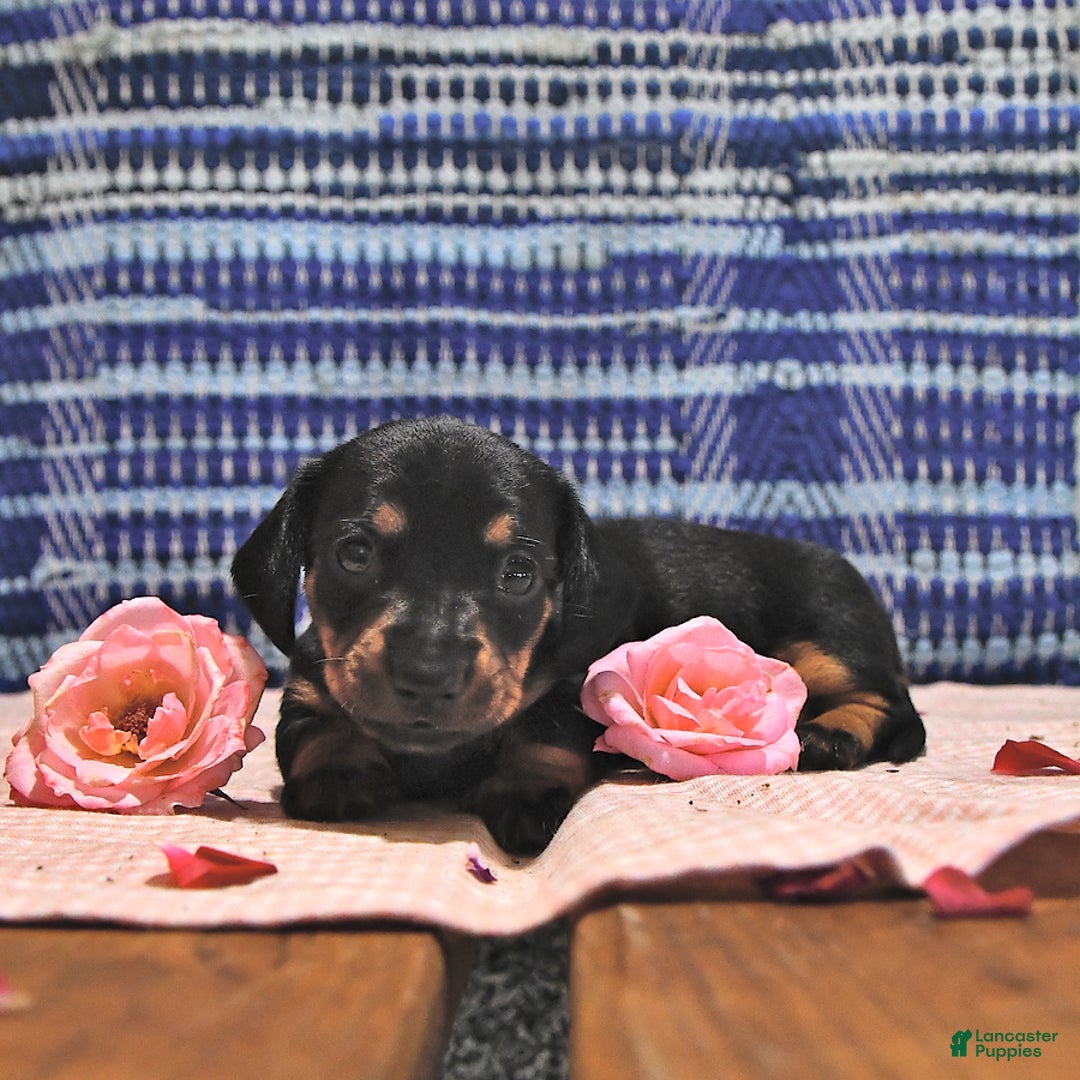 Miniature Dachshund dogs for sale: Twinkle - Image 15