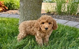 Cockapoo dogs for sale: Howie - Image 6