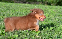Australian Shepherd dogs for sale: Bo - Image 10