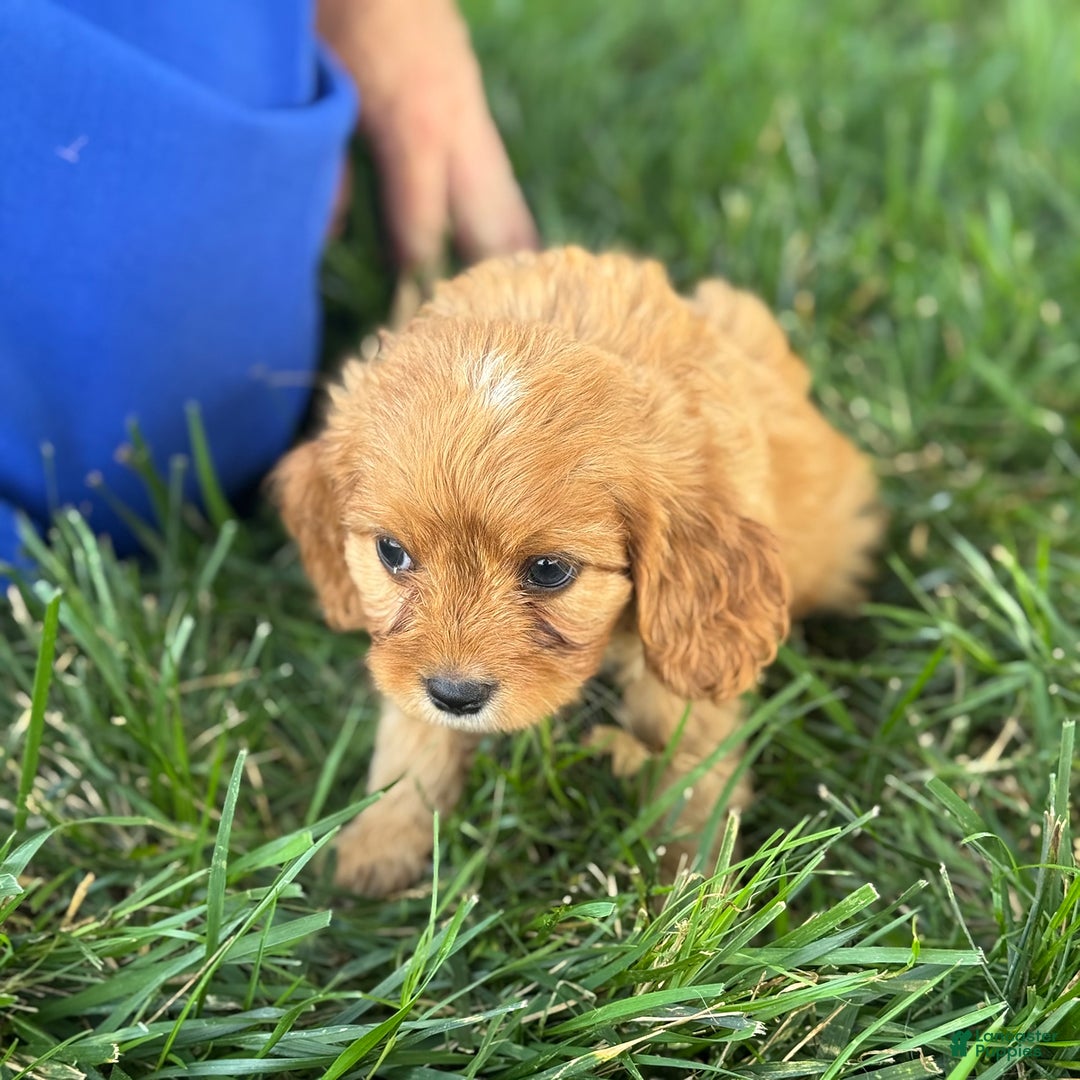 Cavapoo dogs for sale: Tommy - Image 4